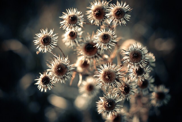 Dry meadow plants close-up